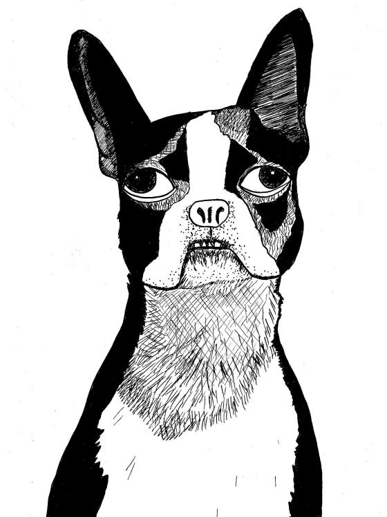 Boston Terrier Drawing